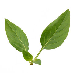 sweet basil leaves isolated on white background