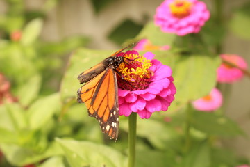 A "Monarch Butterfly" (Danaus Plexippus) sipping nectar through its proboscis from a pink and yellow "Zinnia" flower in Innsbruck, Austria. (See my other images)