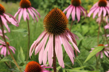 "Pale Purple Coneflower" (or Echinacea) in Innsbruck, Austria. Its scientific name is Echinacea Pallida, native to USA. (See my other flowers)
