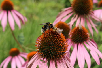 "Pale Purple Coneflower" (or Echinacea) with bee in Innsbruck, Austria. Its scientific name is Echinacea Pallida, native to USA. (See my other flowers)