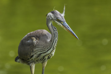 gray heron portrait