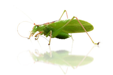 Grasshopper isolated on white background