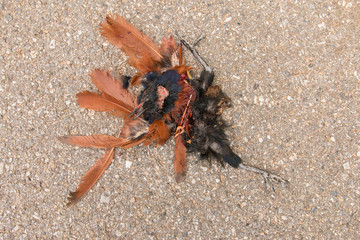 Birds dead because of car crash