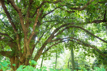 明治神宮の枝が広がる樹木