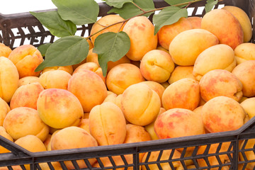 Box with ripe apricots