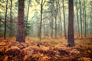 Vintage photo of autumn forest