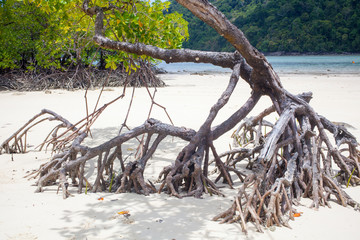 beach mangrove, mangrove forest plant growing by the ocean sand beach showing roots