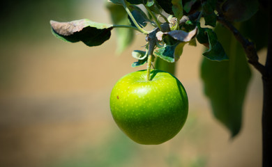 Apple on the branch