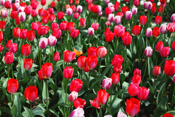 Tulipes