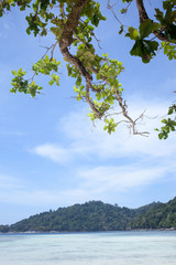beach life, a nice tree bend down to the ocean from white sand beach, Thailand
