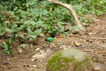 Hooded Pitta, Hooded Pitta walk looking for food in tropical forest, Thailand