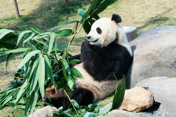 Panda eating bamboo