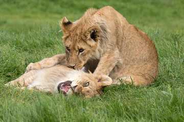 Fototapeta premium Two male lion cubs playing in grass together.