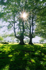 Obraz premium sunny forest