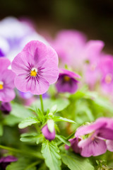 Fototapeta premium Beautiful violet flowers