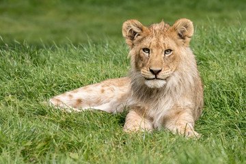 Obraz na płótnie Canvas Male lion cub lying in grass