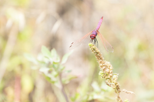Pink dragonfly