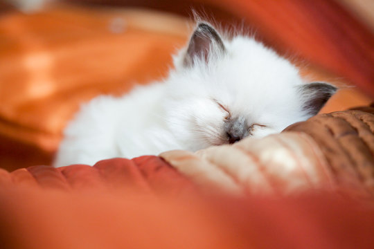 Kitten sleeping on bed