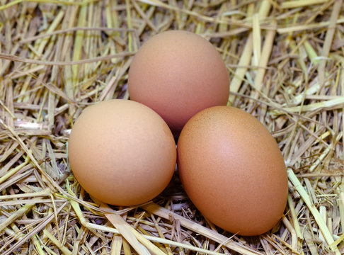 brown eggs at hay nest in chicken farm