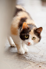 Distrustful domestic cat