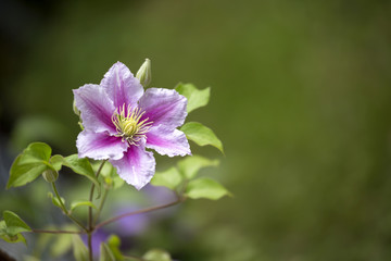 Light pink clematis flower blooming in the garden. Single clematis blossom on solid green background with space for text