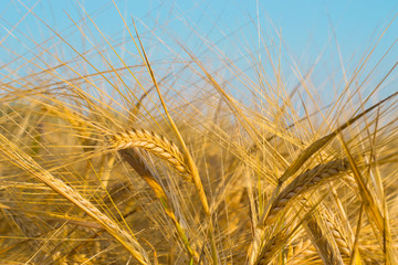 Close up of ripe wheat ears