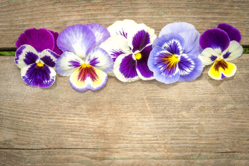heartsease flowers in a row on the wooden table with copy space