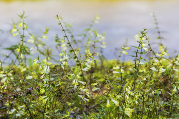 flowering herbs in the forest above the river blurred background