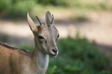 portrait of a young goat