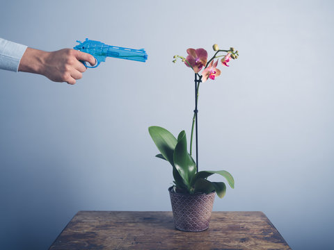 Man watering orchid with water pistol