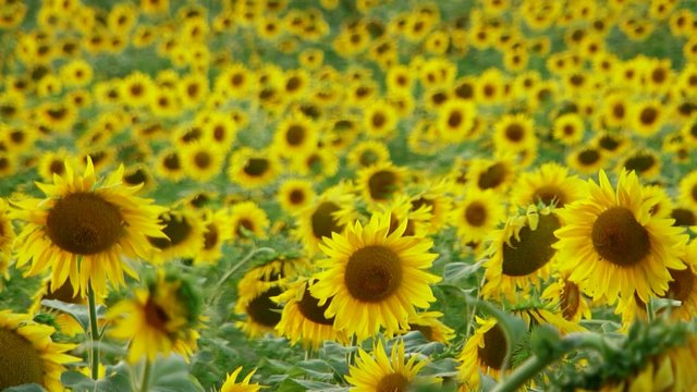 Field Funflowers.