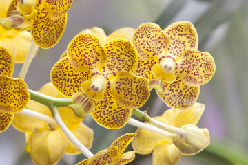 Beautiful orchids.