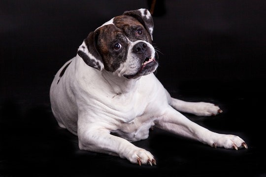 american bulldog on black background