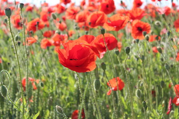 Obraz na płótnie Canvas Scarlet Poppies in Field of Corn, Summer, England.