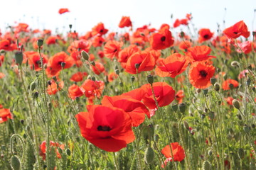 Scarlet Poppies in Field of Corn, Summer, England.