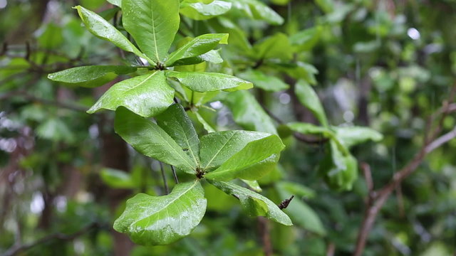 Raindrops falling on big green leaves of tropical tree