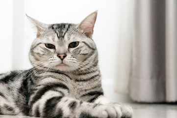 American shorthair cat is sitting and looking forward