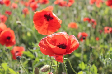 Scarlet Poppies in Field of Corn, Summer, England.