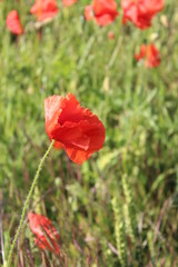 Scarlet Poppies in Field of Corn, Summer, England.