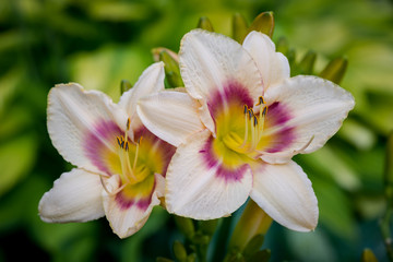 two pink and yellow day-lily blossoms - hemerocallis in the garden