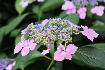 Purple - pink flowers