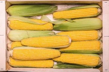 Ears of Corn in Crate