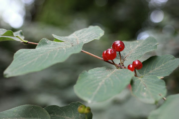 Red Berries 