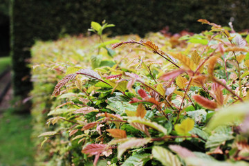 Changing color leave