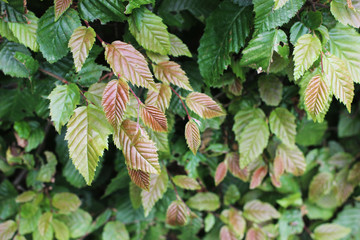 Changing color leave