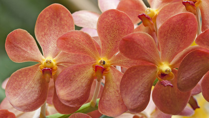 Beautiful orchids.