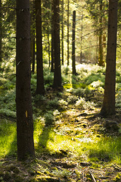 Evening Sunlight In The Forest © IndustryAndTravel