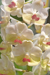 Fototapeta na wymiar Beautiful orchids.