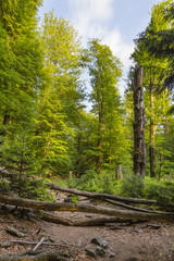 Forest Path And Fallen Trees