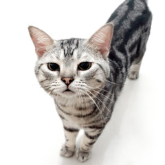 American shorthair cat was smelling the cat food